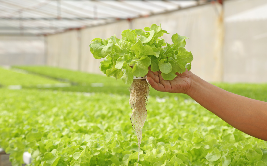 Soluciones Nutritivas Para Hidroponía Alimenta A Tus Plantas Con Precisión 6009