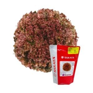 Semilla de Lechuga Scarlet 200 U (Sakata)
