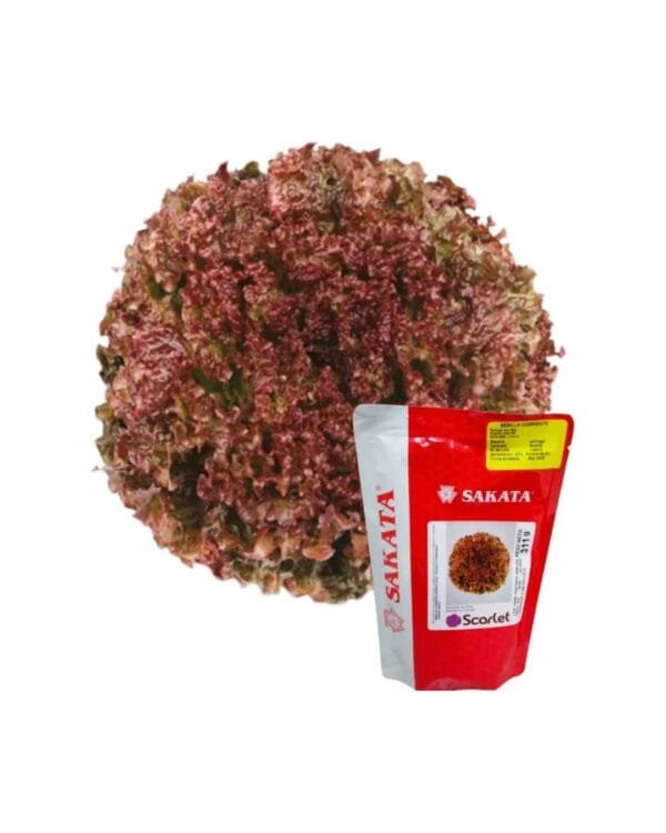 Semilla de Lechuga Scarlet 200 U (Sakata)