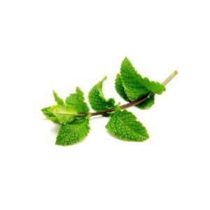 Semillas de Menta