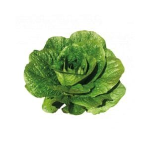 Semilla de Lechuga Abarquina 7.500 U (Sakata)