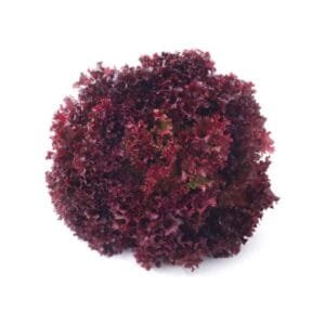 Semilla de Lechuga Lollo rosa 200 U (peletizada)
