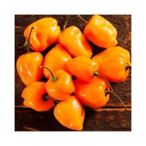 Semilla Ají Habanero Amarillo Híbrido F1 100 gr | Variedad Profesional Italia