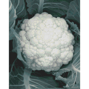 Semilla Coliflor Bianca Híbrida F1 5000 Semillas | Variedad Profesional USA