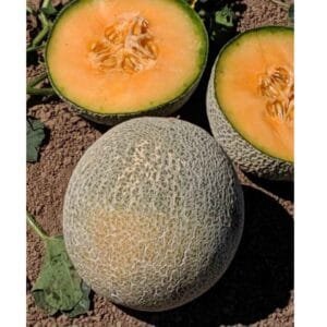Semilla Melón del Oro Híbrido F1 Calameño 1000 Semillas | Variedad Profesional USA
