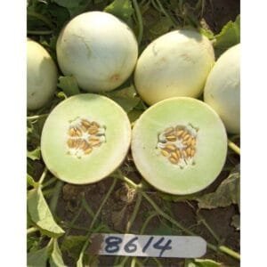Semilla Melón Manukoa Híbrido F1 Tuna 80 Días 1000 Semillas | Variedad Profesional