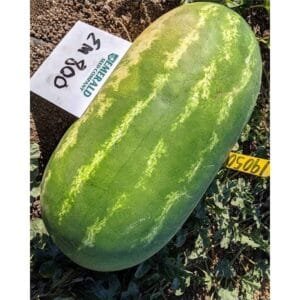 Semilla Sandía Amparo Híbrida F1 Tipo Santa Amelia 1000 Semillas | Variedad Profesional USA